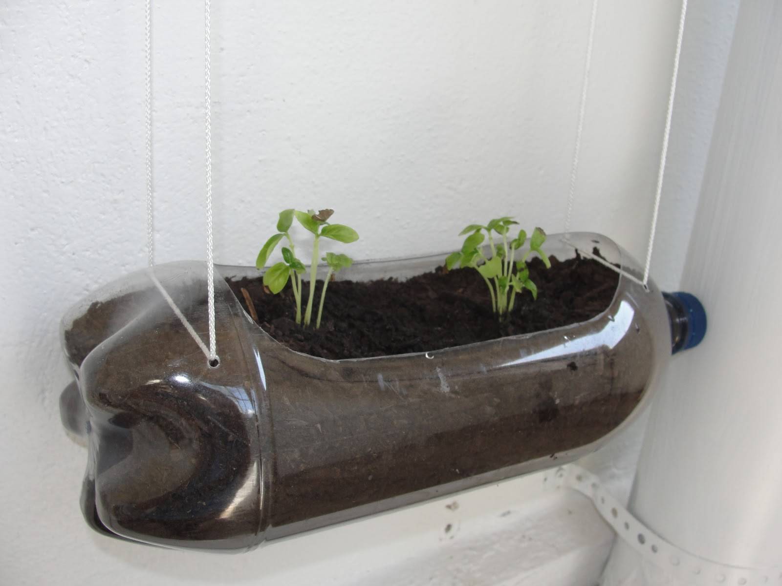 A Selfwatering Seed
