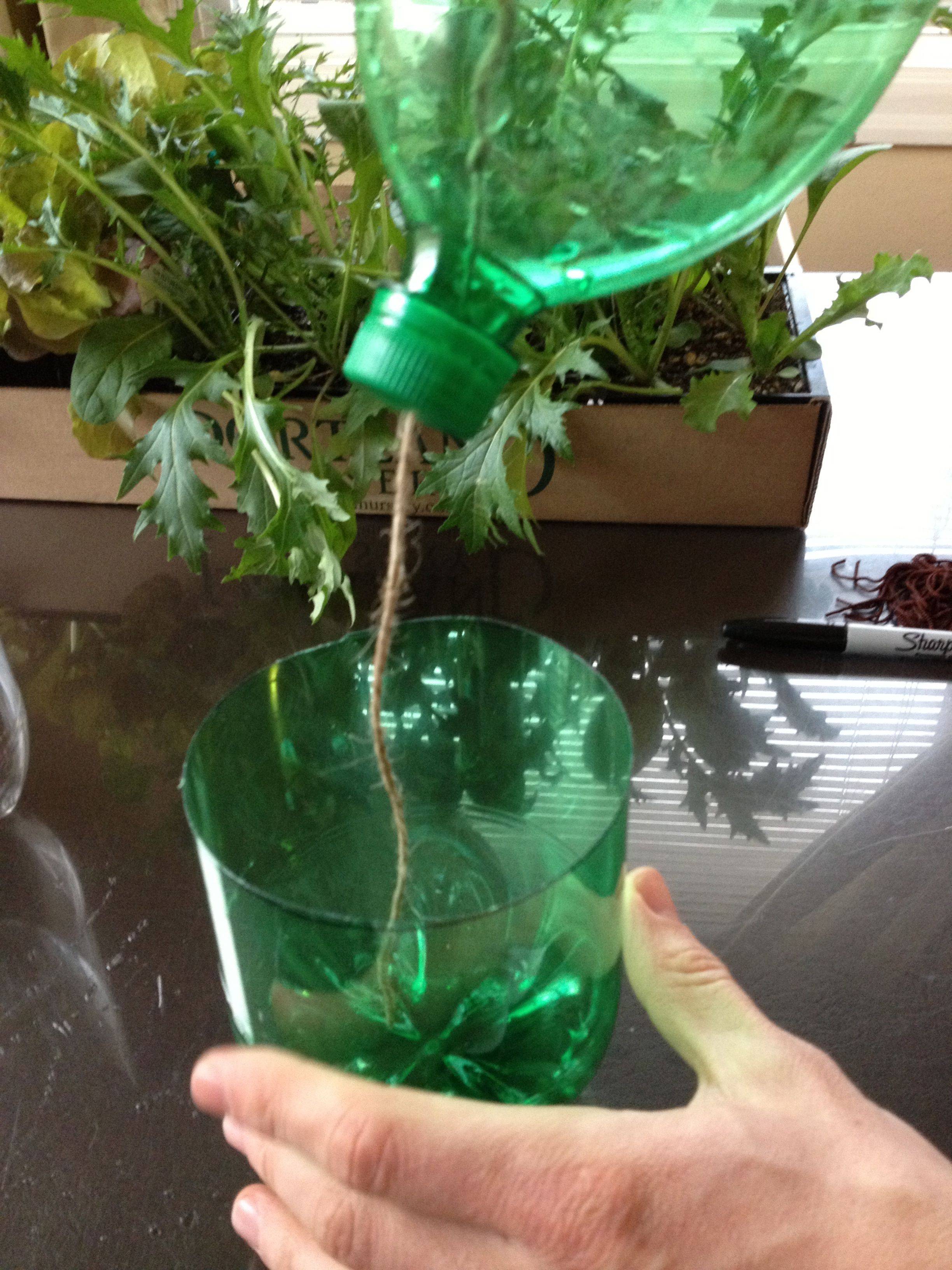 Outdoor Cherry Tomato Plant