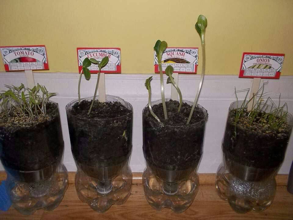 Used Liter Bottle Terrariums