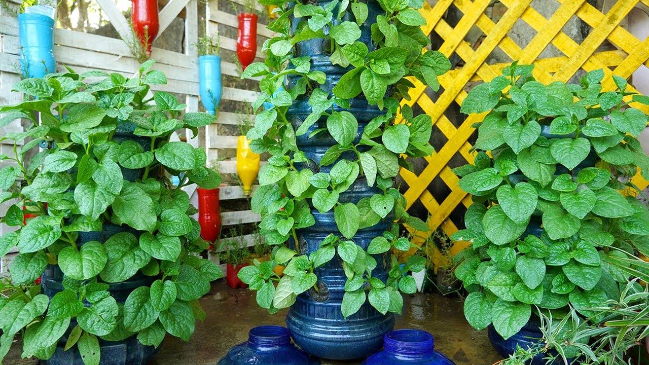 Plastic Bottles Garden Bottle Garden