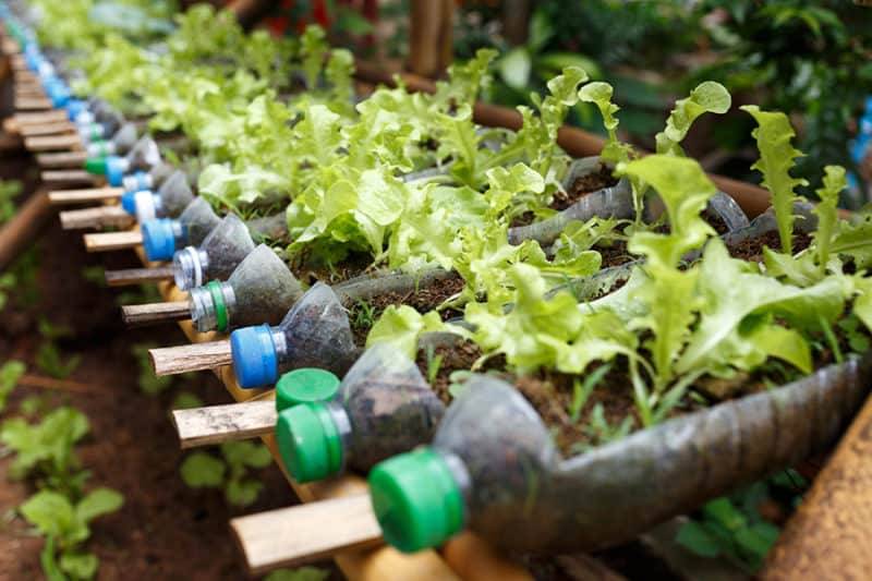 Plastic Bottle Vertical Garden Ideas