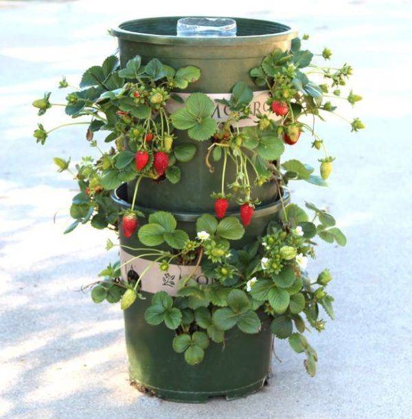 Plastic Bottle Vertical Garden Ideas