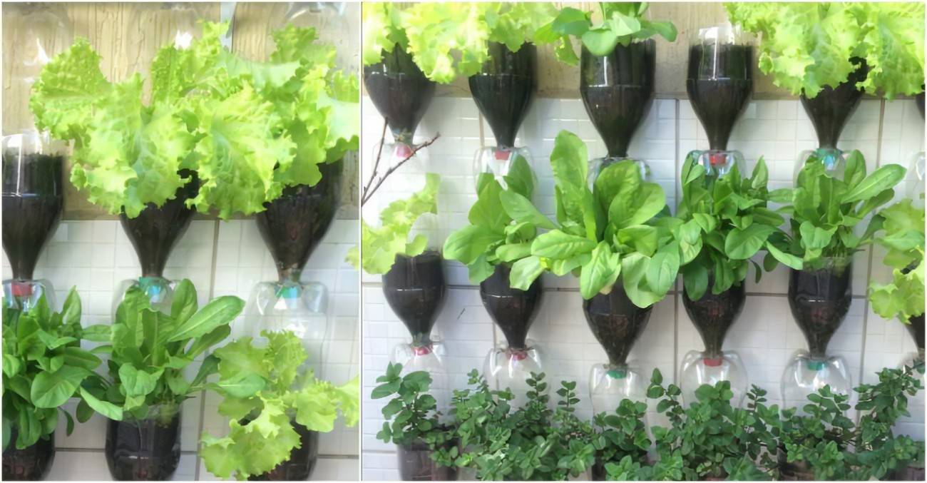 Diy Plastic Bottle Herb Hanging Garden Pictures