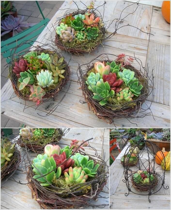 Lovely Indoor And Outdoor Succulent Plants Ideas