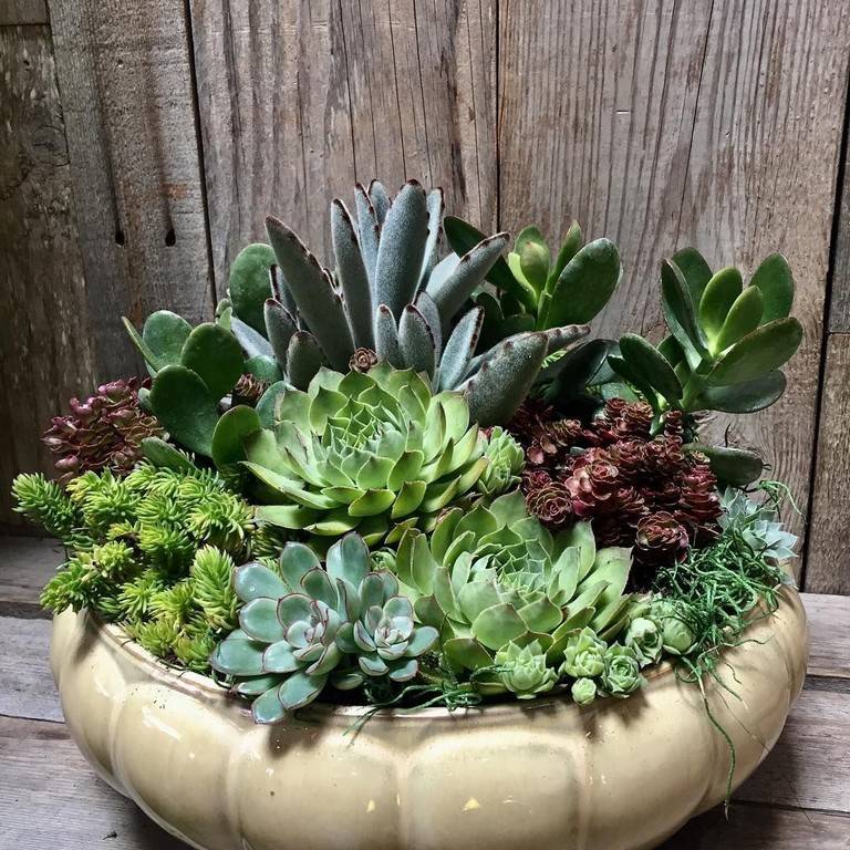 Succulents Jihanshanum
