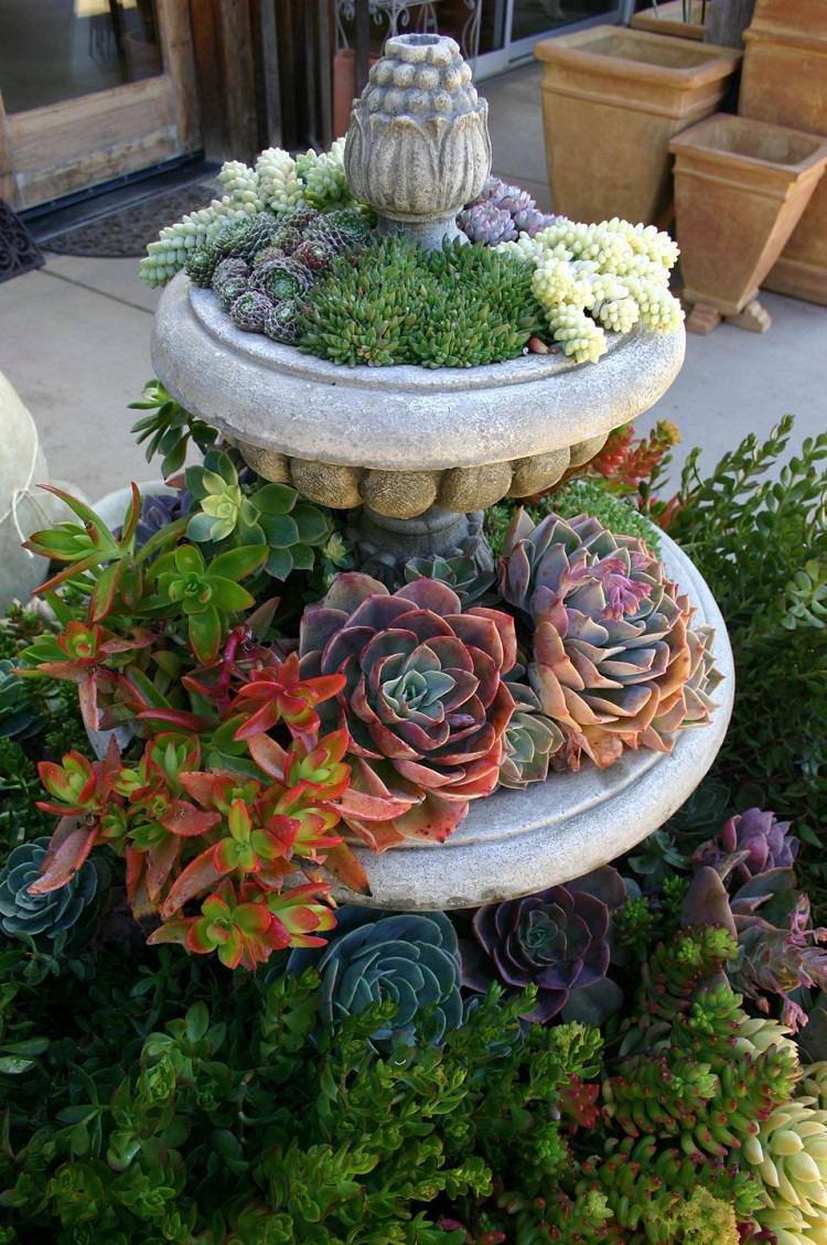 Succulent Container Gardens