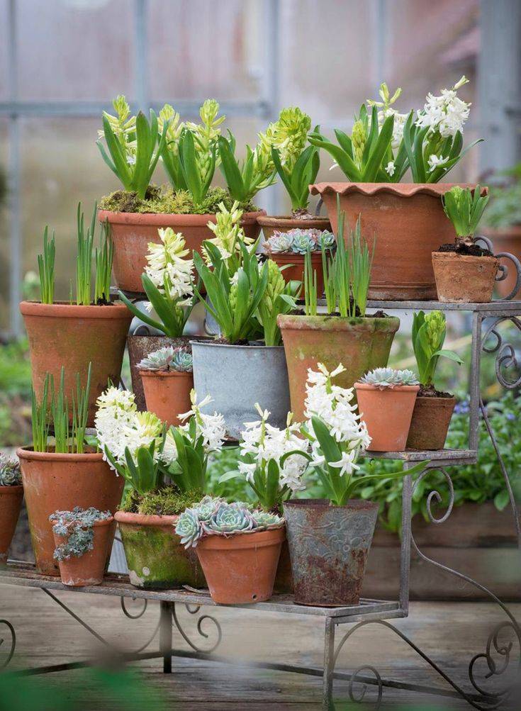 Container Garden Tips Container Gardening