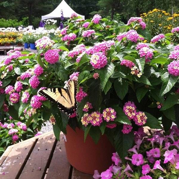 Our Best Butterfly Container Garden Ideas