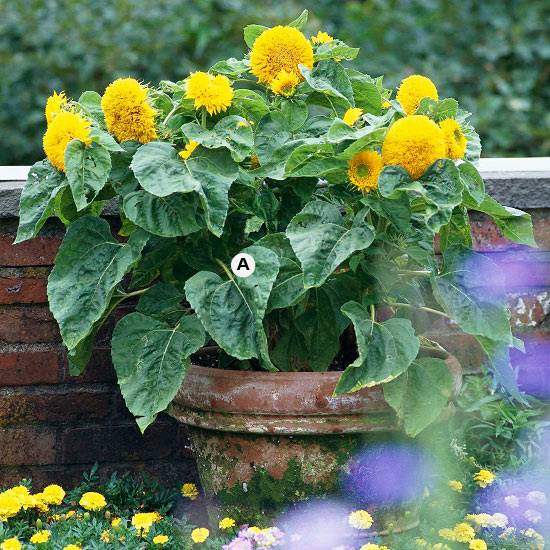 Our Best Butterfly Container Garden Ideas