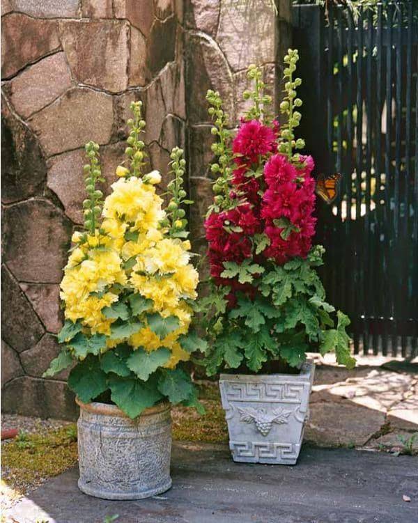 Our Best Butterfly Container Garden Ideas