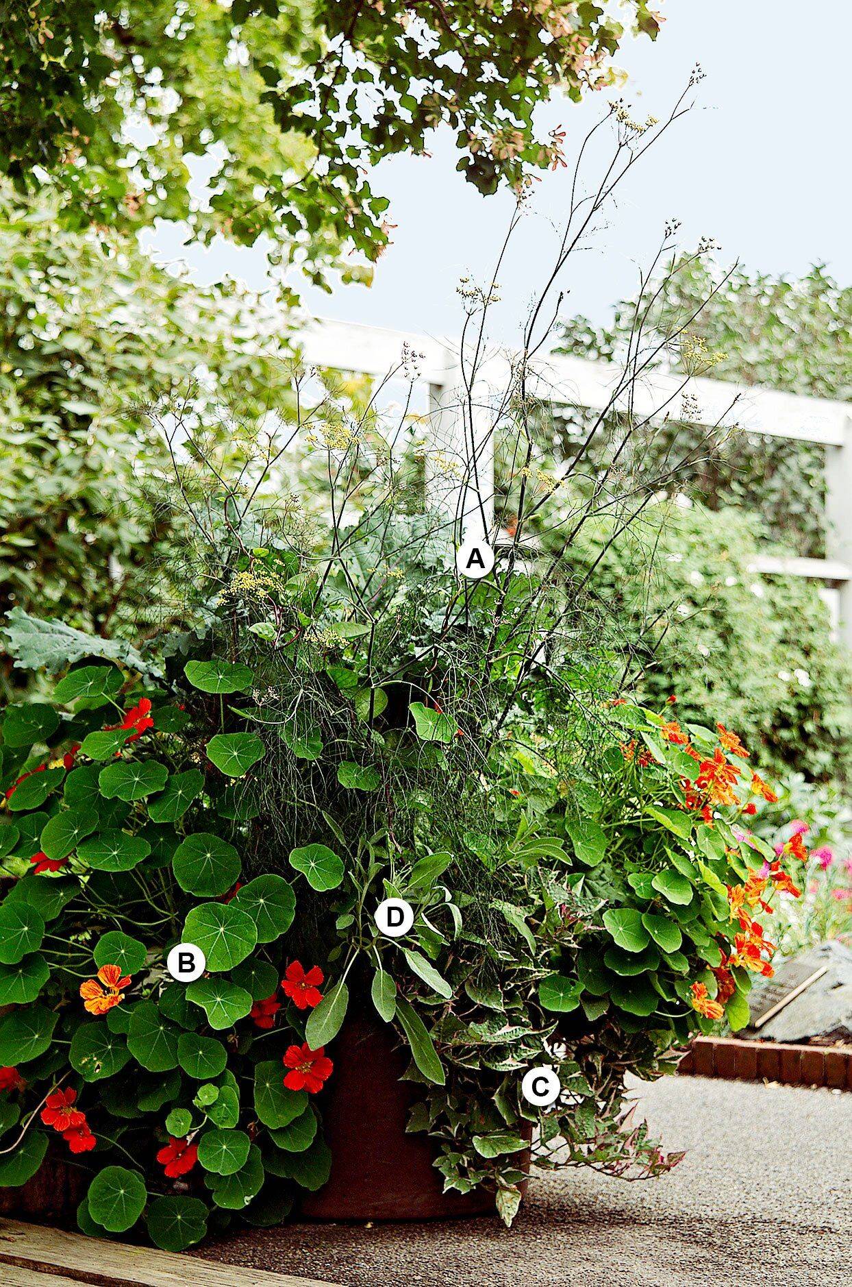 Butterfly Container Garden Ideas