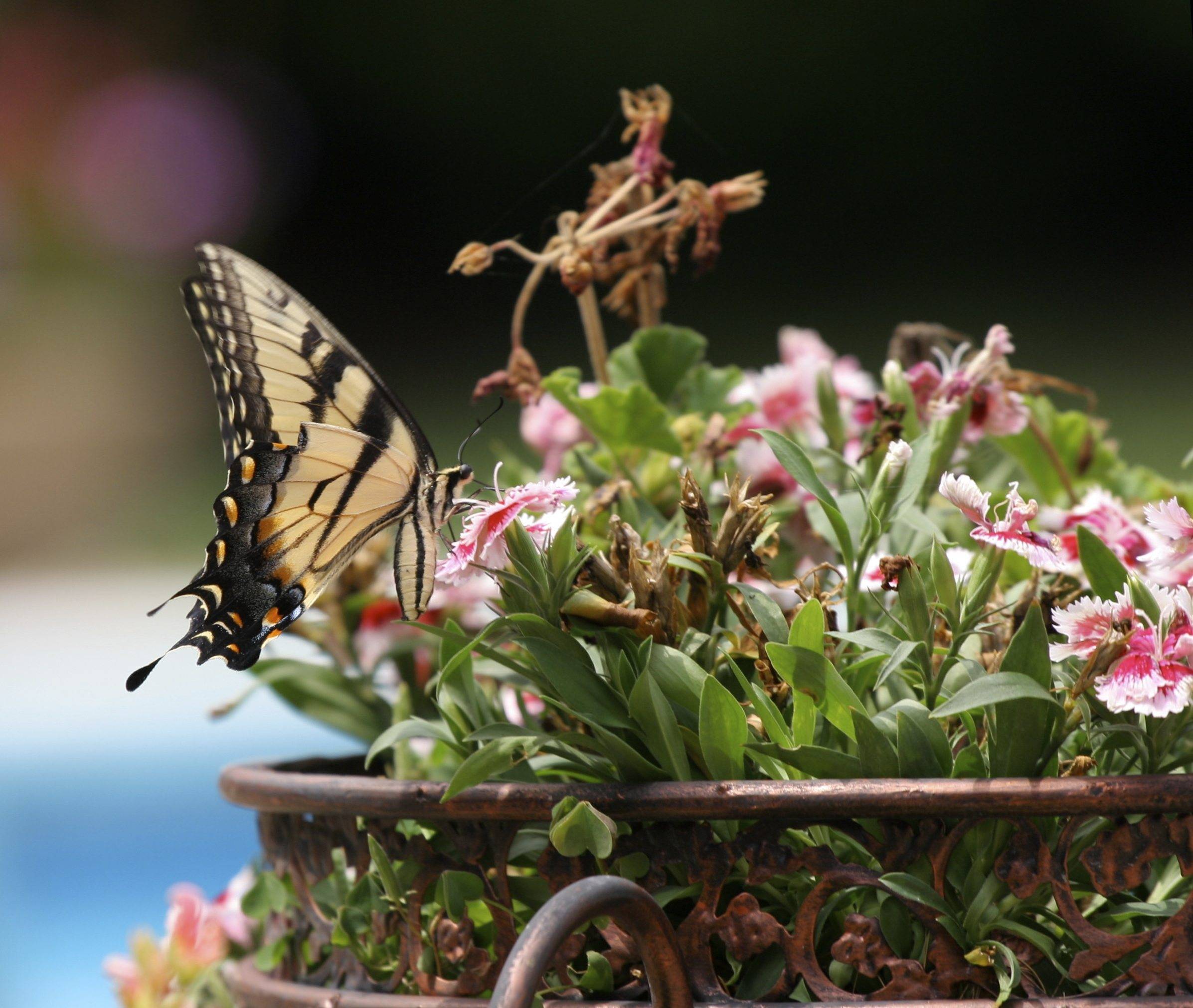 A Butterfly Container Garden