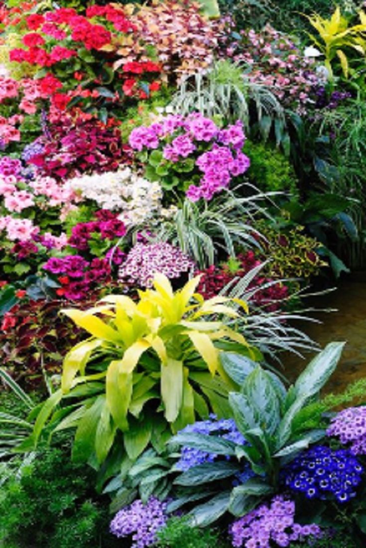 Butterflyhummingbird Garden