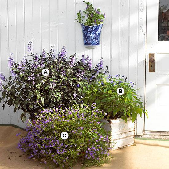 Our Best Butterfly Container Garden Ideas