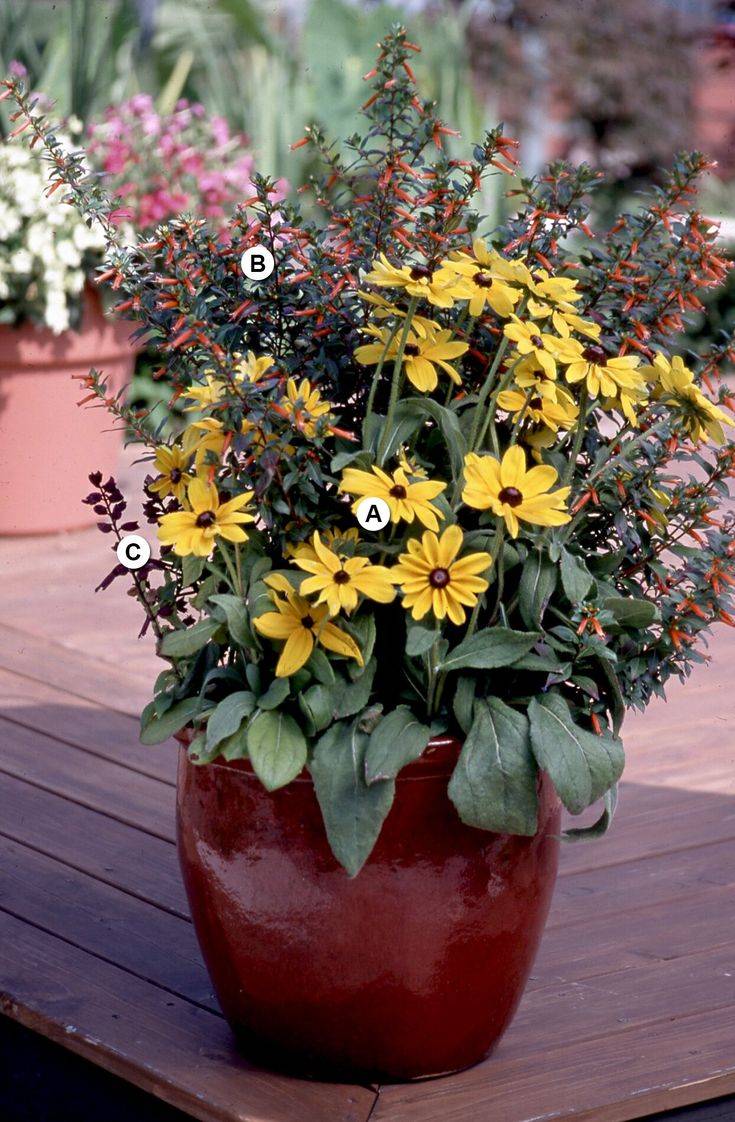 Butterfly Container Garden Ideas