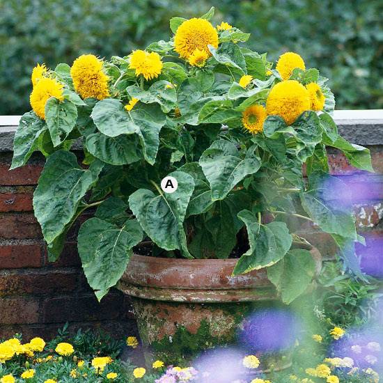 Epcot Center Container Gardening