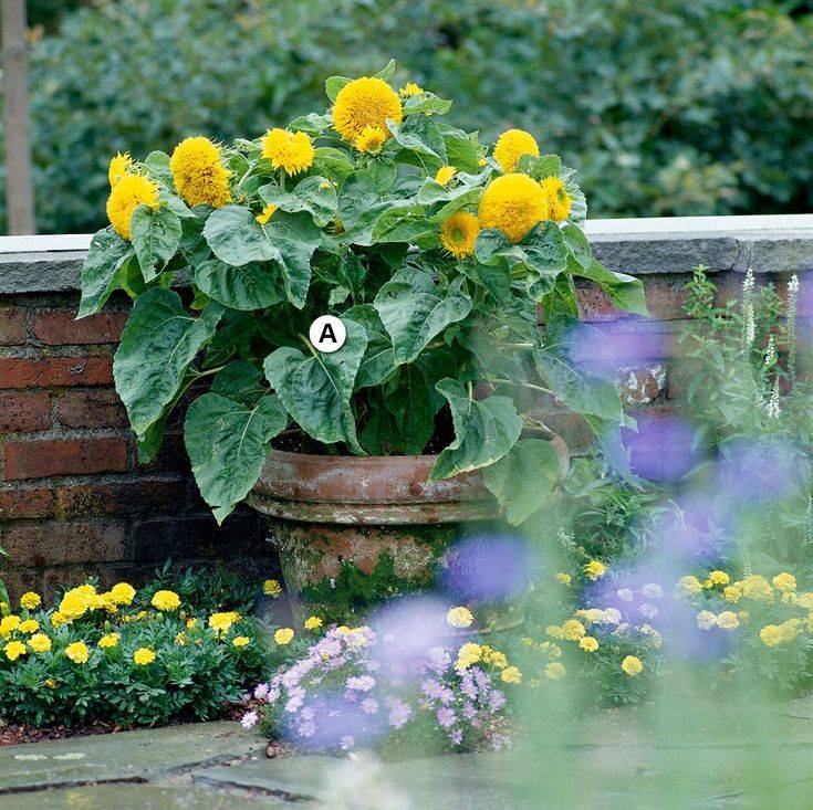 A Butterfly Container Garden