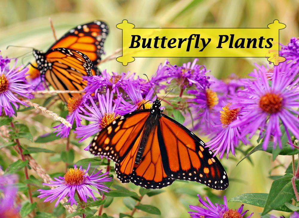 The Florida Butterfly Garden Butterfly