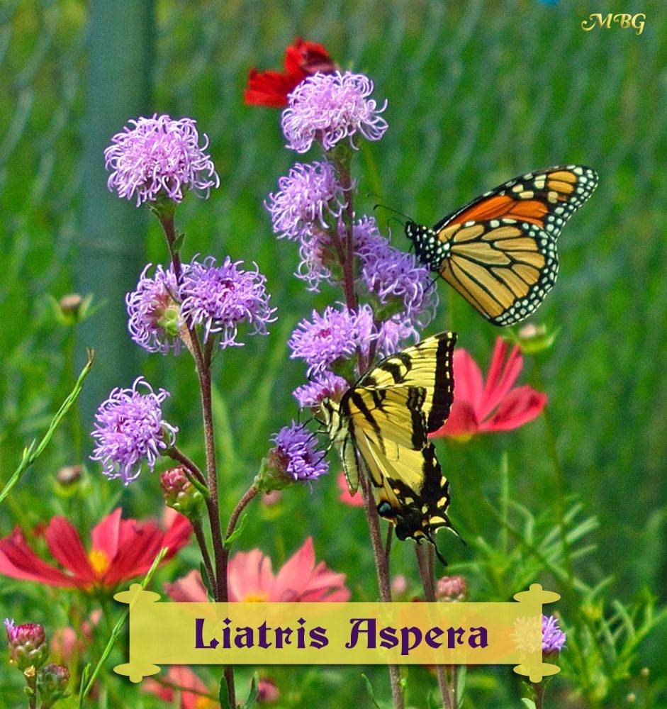 Butterflies Swarm Liatris Ligulistylis