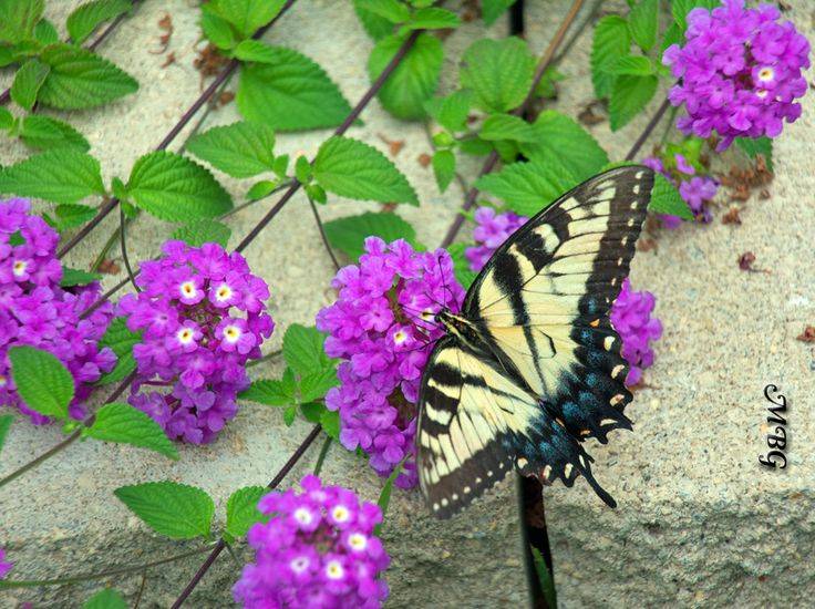 Butterfly Container Garden Ideas