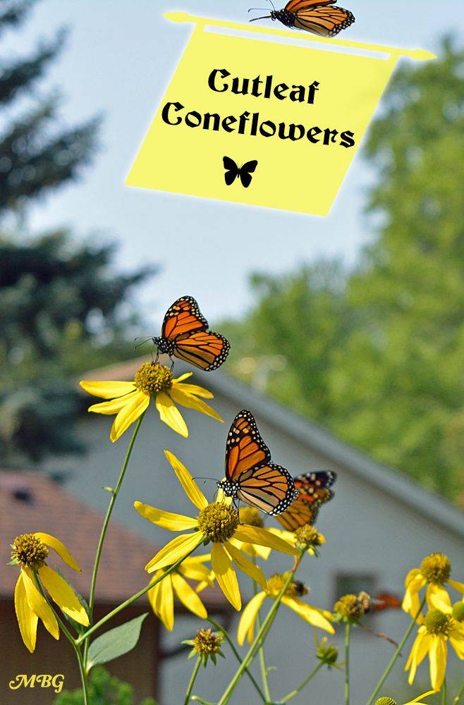 Butterfly Flowers