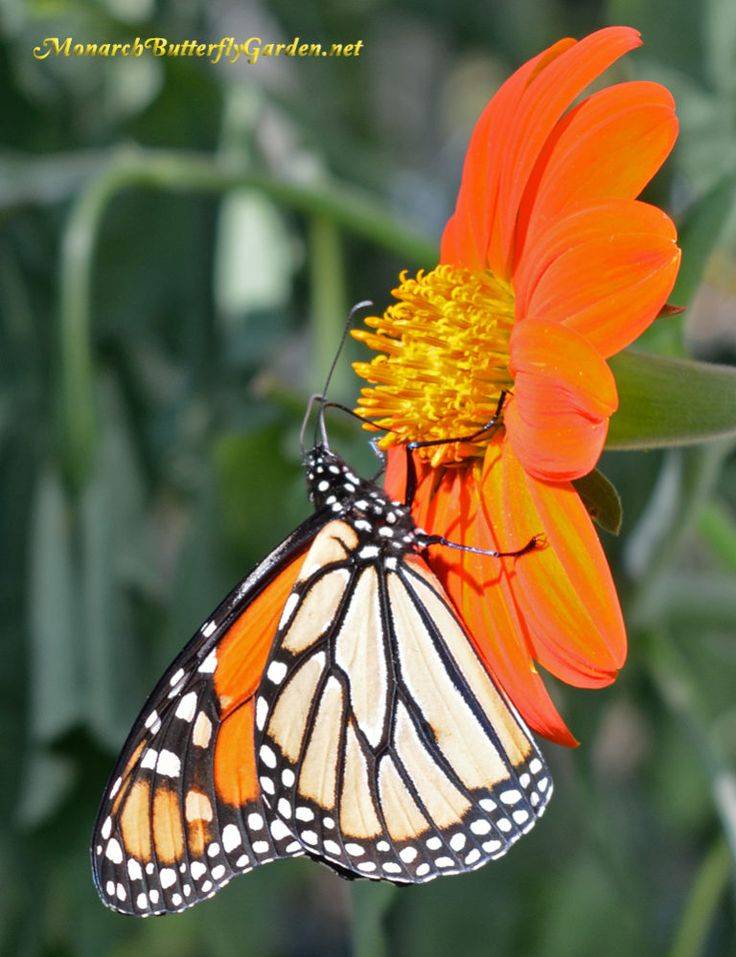 Butterfly Flowers