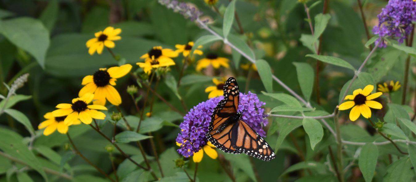 List Butterfly Flowers