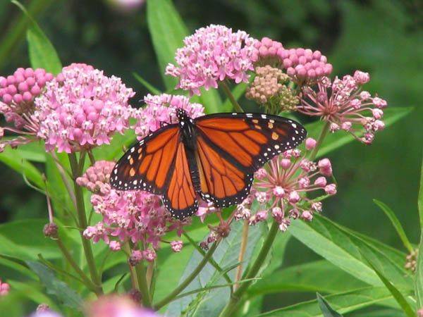 Butterfly Flowers