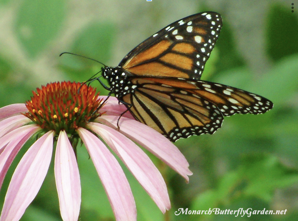 List Butterfly Flowers