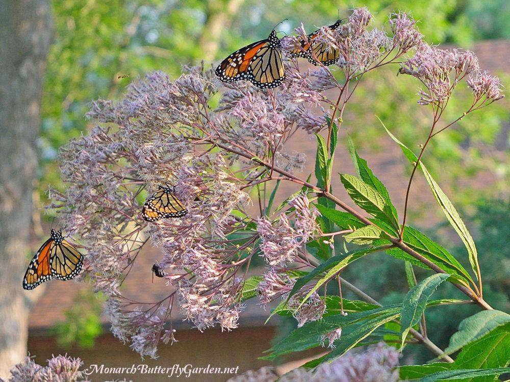 Butterfly Flowers