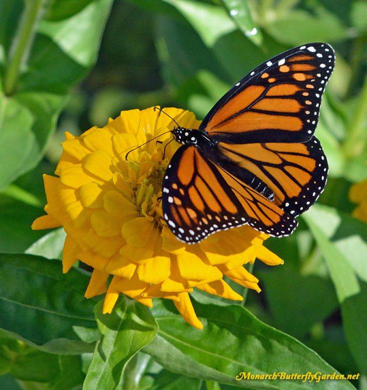 Butterfly Flowers