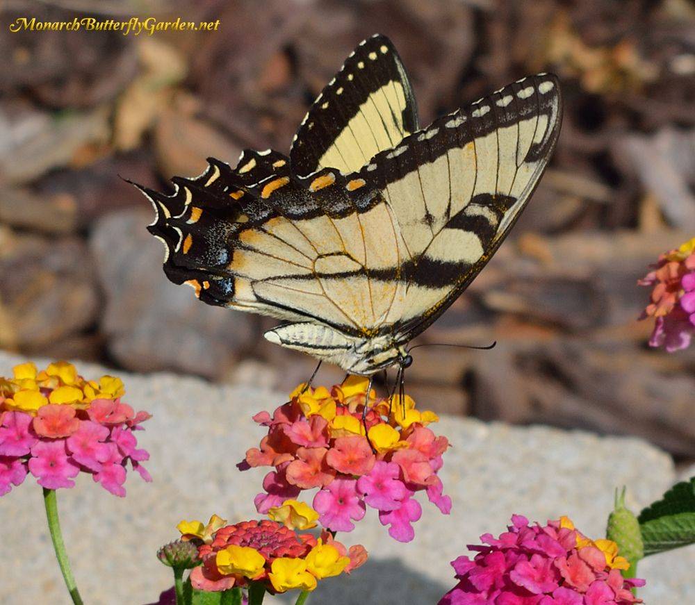 Butterfly Flowers