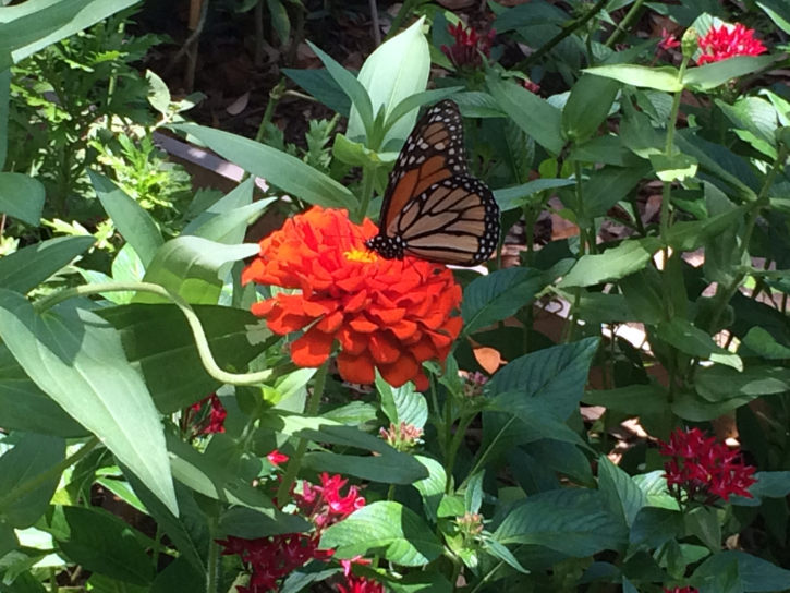 Butterfly Flowers