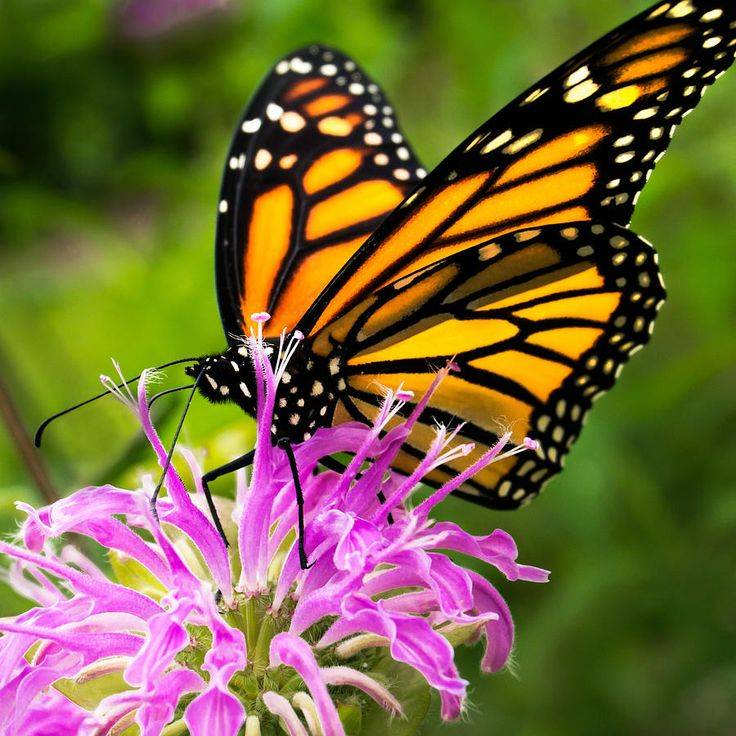 Butterfly Flowers