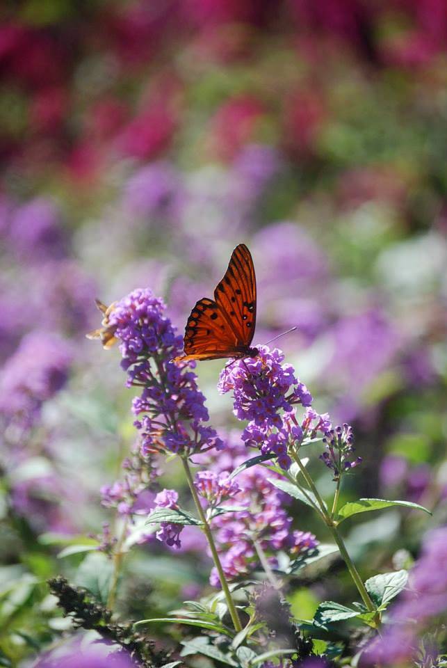 Butterfly Flowers