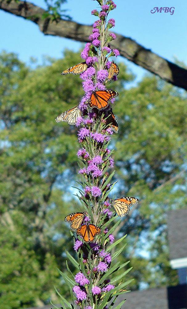 Georgia Butterfly Host Plants