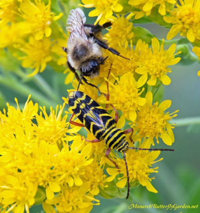 Attract Butterflies Plants