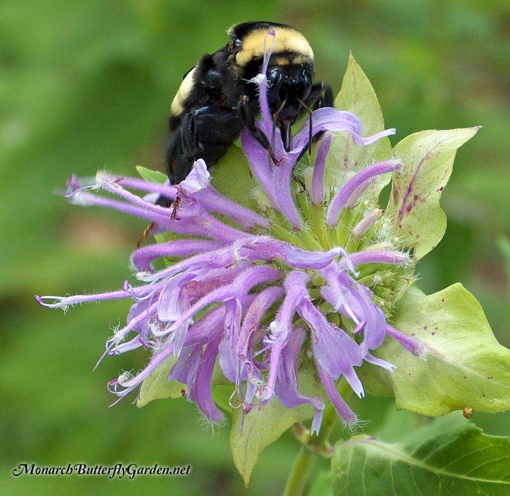 Attract Butterflies Plants