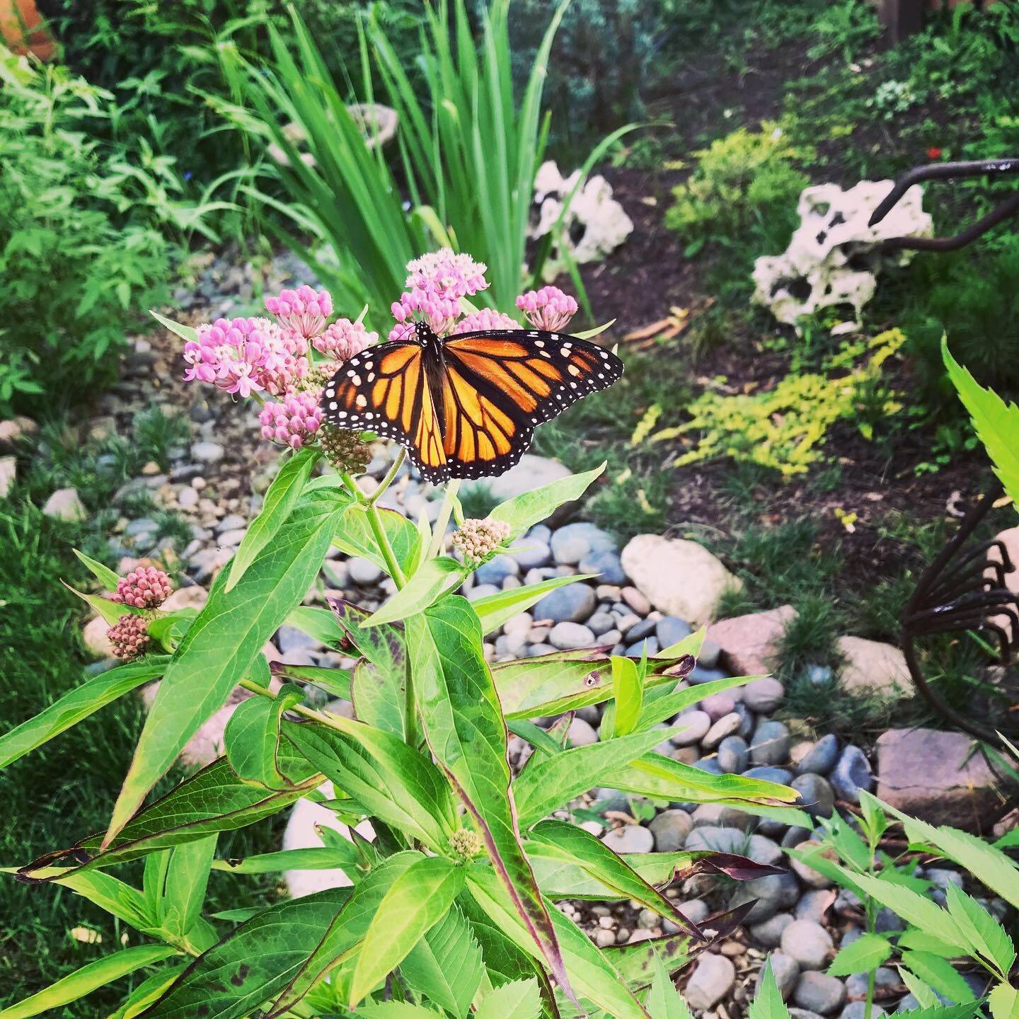 23 Milkweed Butterfly Garden Ideas Worth a Look SharonSable