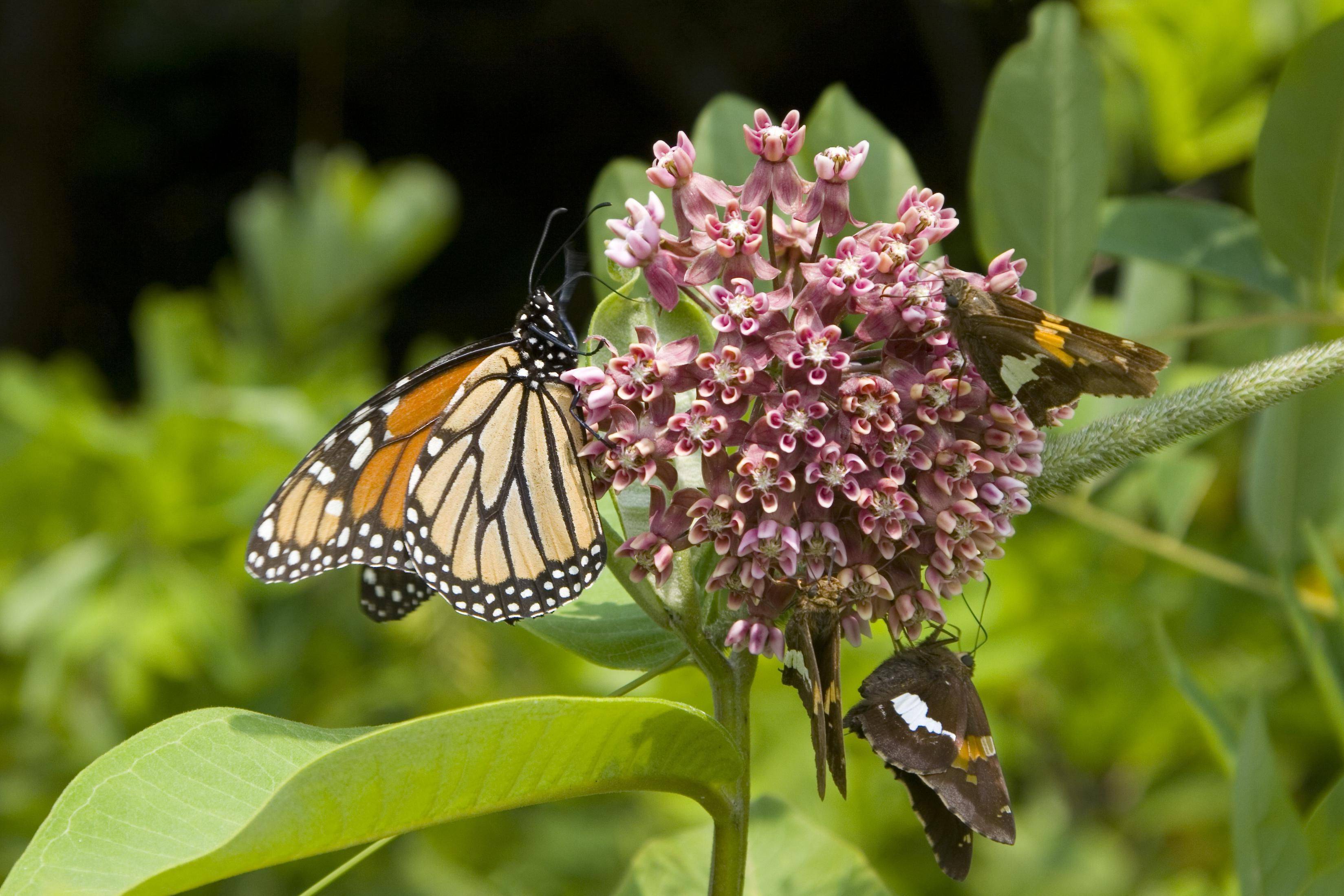 Butterfly Flowers