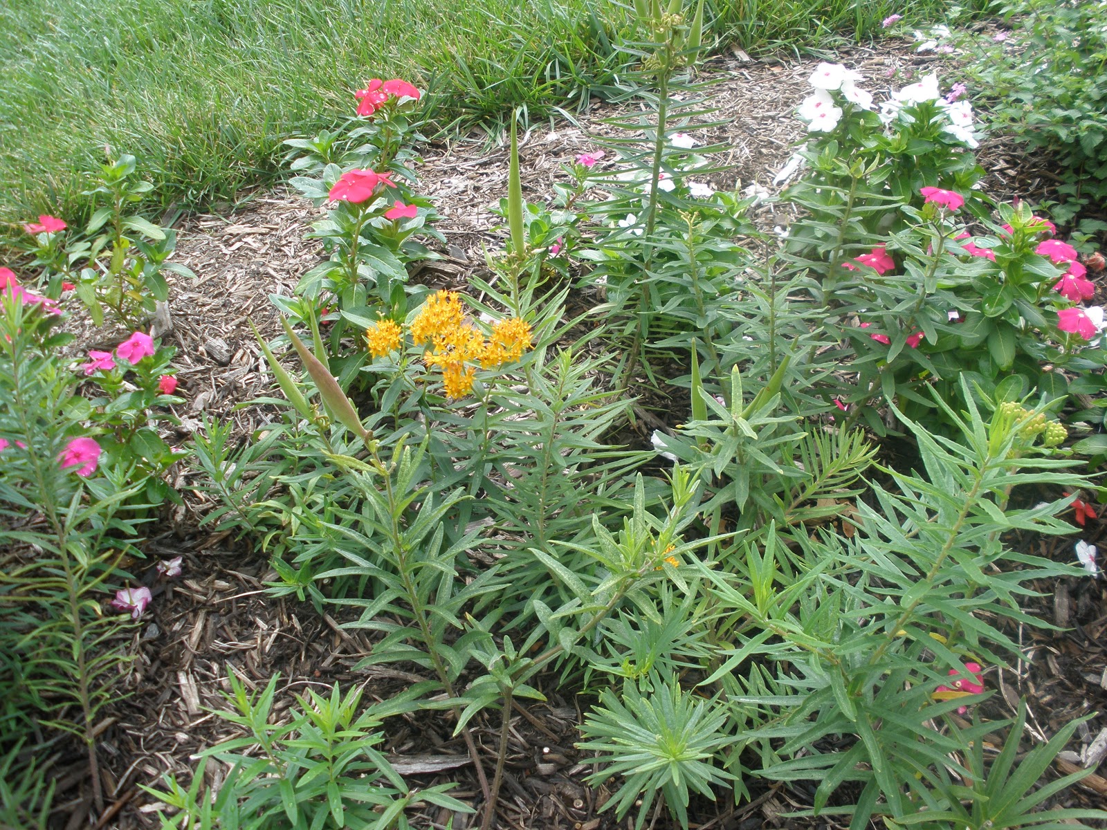 Butterfly Waystation Gardening Monarch Butterfly Usa Butterfly