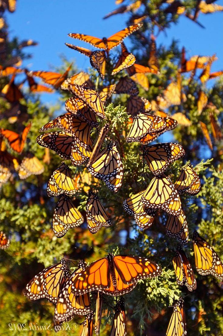 How To Grow Milkweed