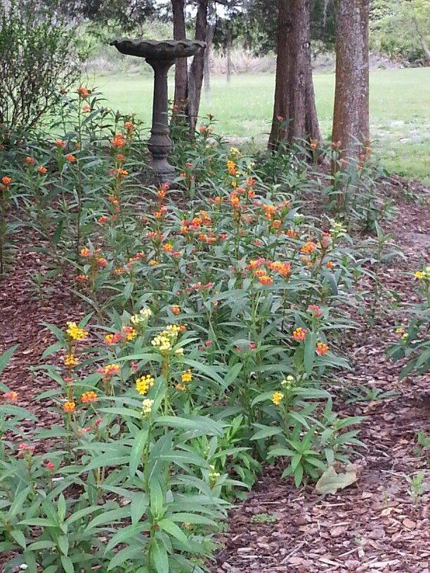 A Butterfly Garden