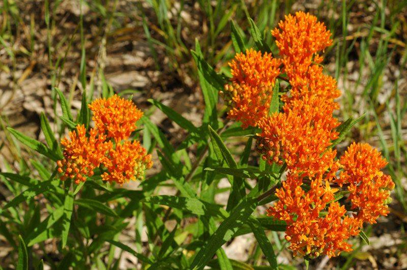 A Butterfly Garden