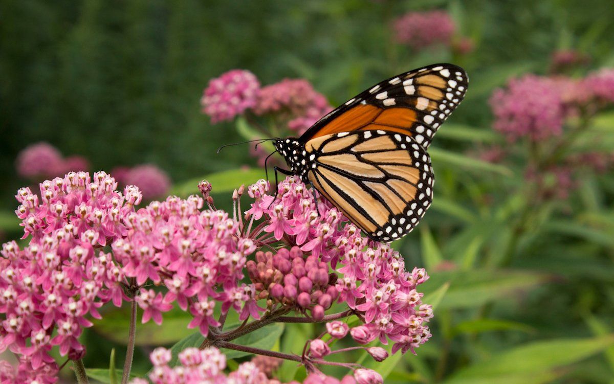 Pinterest Butterfly Garden Ideas Photograph