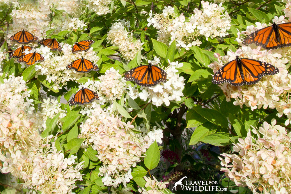 A Monarch Butterfly Garden