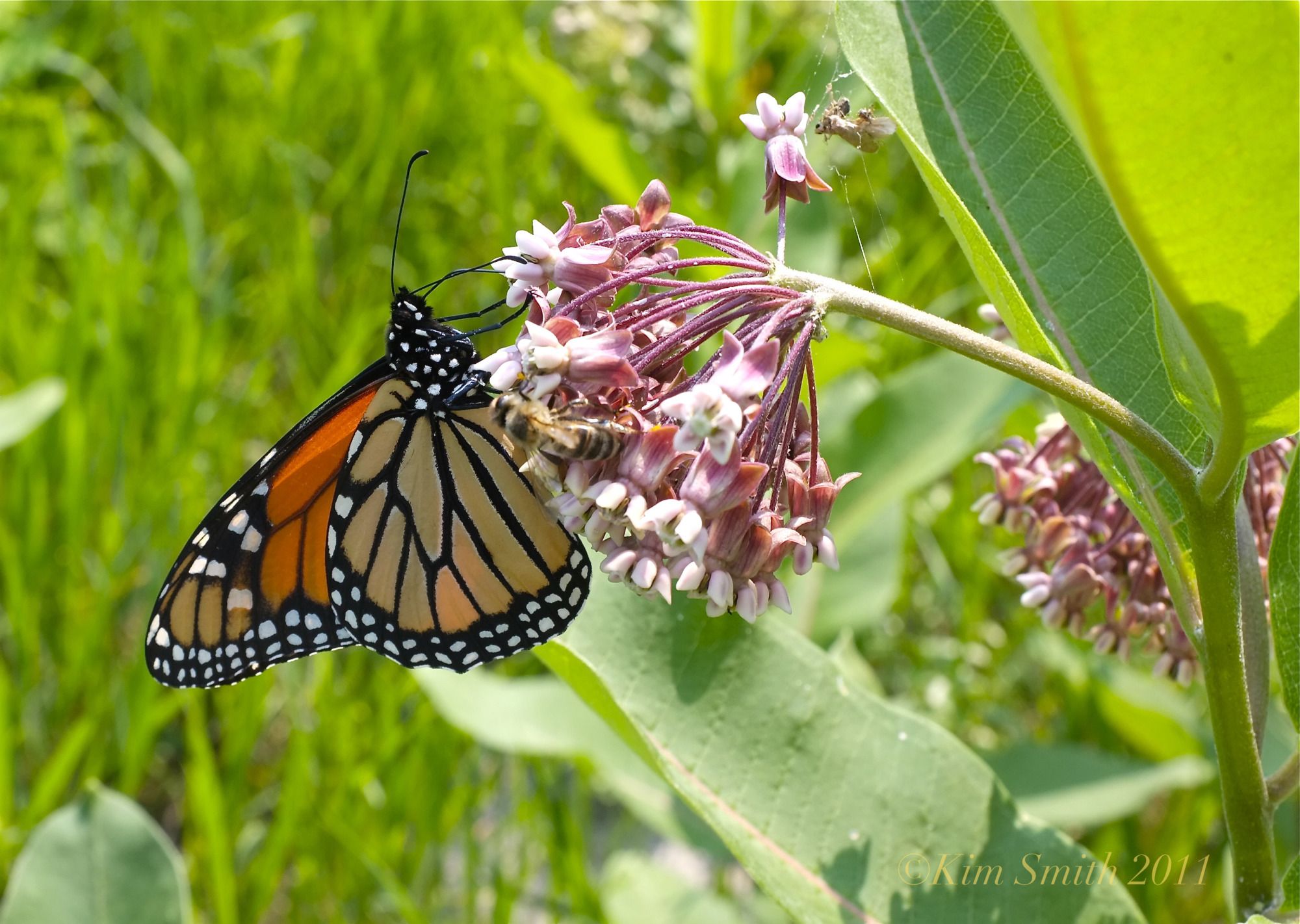 A Monarch Butterfly Garden
