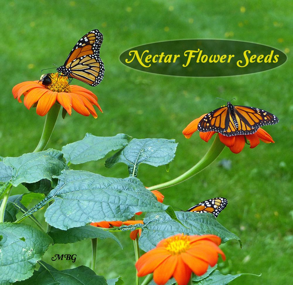The Monarch Butterfly Garden