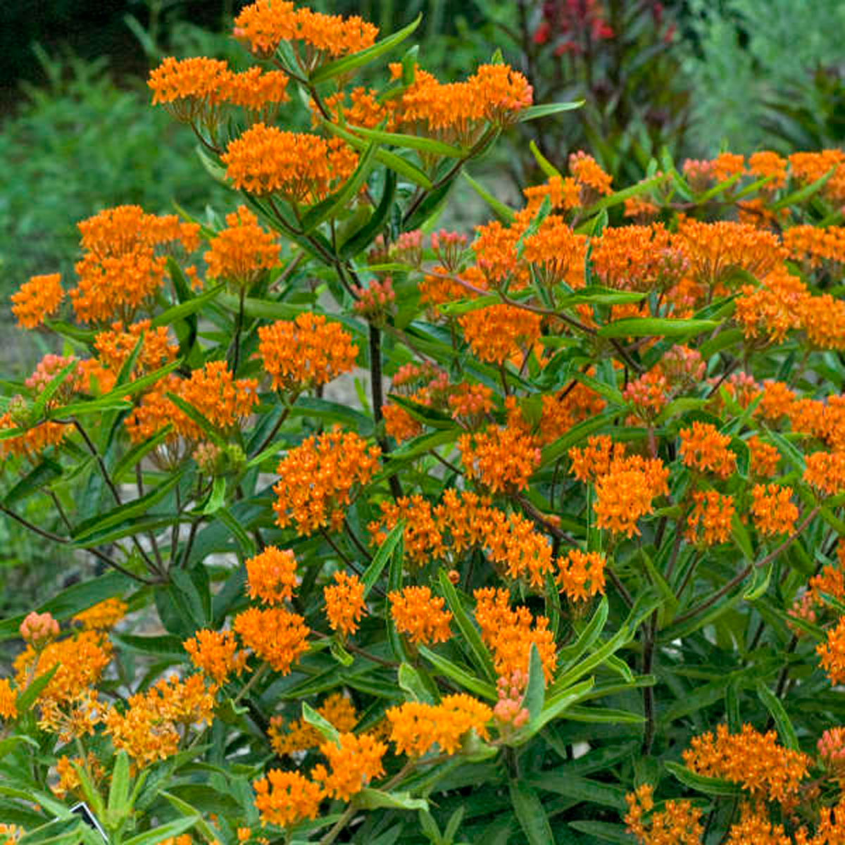 Monarch Butterflies