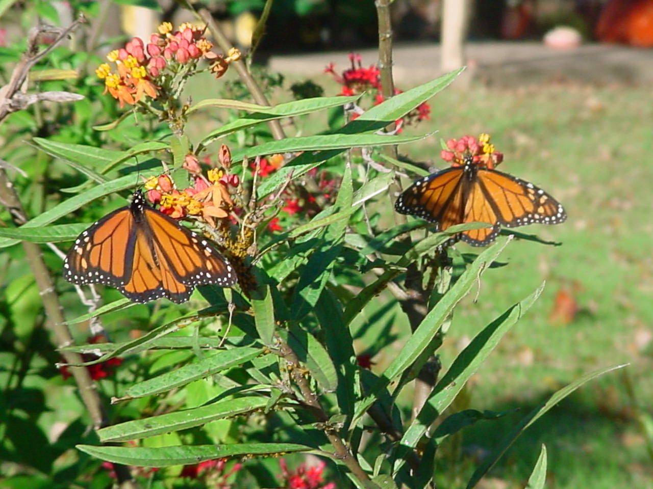 Butterfly Garden Ideas